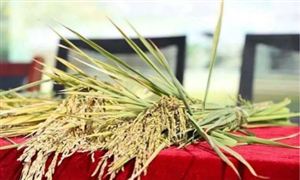 袁隆平團隊海水稻開始產(chǎn)業(yè)化推廣 鹽堿地改造整治目標“億畝荒灘變良田”