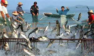 海洋面積占地球表面積的71% 我國海洋農(nóng)業(yè)資源開發(fā)與利用如何