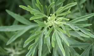 艾草需求量與日俱增 艾草產(chǎn)業(yè)化發(fā)展實現(xiàn)穩(wěn)定扶貧