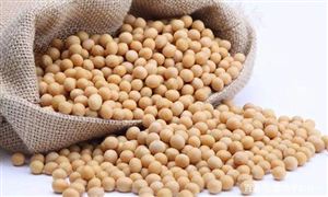 俄羅斯自2月1日起至6月30日對大豆征收高額出口關(guān)稅 大豆稅率應占貨品完稅價格的30%