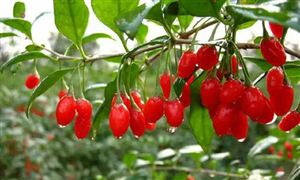 種植面積占全國45% 寧夏枸杞產(chǎn)業(yè)發(fā)展現(xiàn)狀怎么樣?