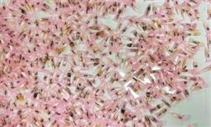 上海海關查獲406只活體螞蟻 2021年中國海關信息化市場發(fā)展前景預測