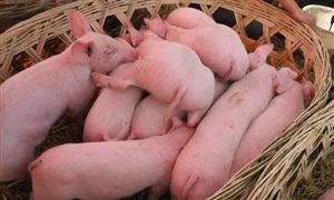 發(fā)改委:生豬價(jià)格出現(xiàn)明顯反彈 2021-2025年中國(guó)生豬養(yǎng)殖屠宰行業(yè)競(jìng)爭(zhēng)分析及發(fā)展前景預(yù)測(cè)