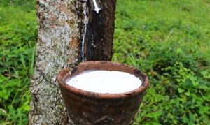 2021年天然橡膠產(chǎn)量或?qū)⑾陆抵?,378.2萬噸 天然橡膠行業(yè)發(fā)展現(xiàn)狀分析