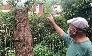 修自己的樹被罰14萬是什么情況？當(dāng)事人有話說 城市綠化建設(shè)行業(yè)管理現(xiàn)狀分析