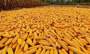 玉米、大豆價格走強 國內(nèi)大豆及玉米行業(yè)市場規(guī)模分析