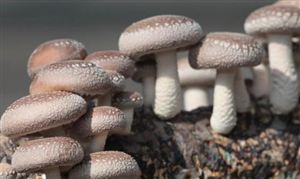 種植食用菌利潤怎么樣？2021食用菌行業(yè)發(fā)展現(xiàn)狀及前景分析