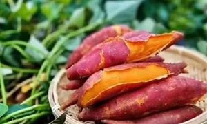 山西284.96萬畝農(nóng)作物受災(zāi) 農(nóng)作物種子行業(yè)概況與發(fā)展
