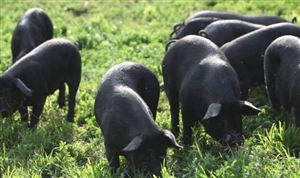 豬肉消費(fèi)需求將反彈 豬肉價(jià)格連降7個(gè)月 豬肉行業(yè)深度調(diào)研分析