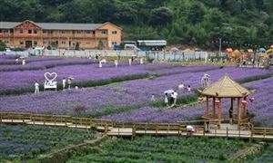2021后農(nóng)業(yè)觀光園行業(yè)趨勢(shì)與發(fā)展前景預(yù)測(cè)分析