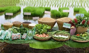 新東方新成立公司含農(nóng)產(chǎn)品銷售業(yè)務 農(nóng)產(chǎn)品行業(yè)現(xiàn)狀及前景分析