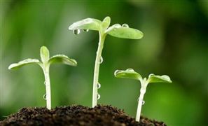 植物生長(zhǎng)調(diào)節(jié)劑市場(chǎng)規(guī)模 植物生長(zhǎng)調(diào)節(jié)劑逐漸成為現(xiàn)代農(nóng)業(yè)的發(fā)展方向