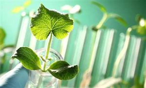 生物農(nóng)業(yè)行業(yè)市場(chǎng)現(xiàn)狀 生物農(nóng)業(yè)行業(yè)市場(chǎng)發(fā)展前景分析