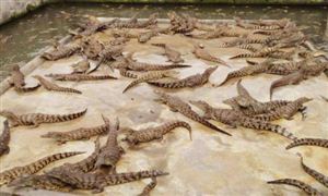 2021鱷魚養(yǎng)殖發(fā)展現(xiàn)狀分析及市場前景 鱷魚養(yǎng)殖成本和利潤分析