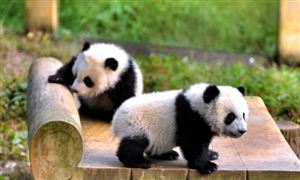 北京動物園一大熊貓翻墻越獄 動物園行業(yè)利潤總額分析