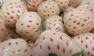 菠蘿味草莓一斤150元 大棚草莓進入采摘季