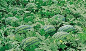 西瓜種植成本與利潤分析 2022年西瓜種植行業(yè)報告分析