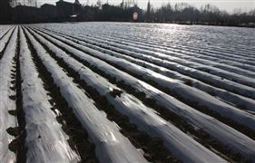 2022農(nóng)用薄膜回收利用市場(chǎng)前景 可降解農(nóng)用地膜市場(chǎng)替代空間 