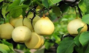 2022年梨行業(yè)市場(chǎng)需求及價(jià)格走勢(shì)分析