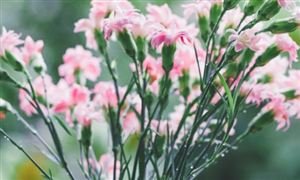 康乃馨價(jià)格暴漲四倍 冬季低溫導(dǎo)致鮮花供應(yīng)量減少