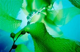 海藻提取物的功效與作用? 2022海藻提取物行業(yè)規(guī)模及企業(yè)格局分析