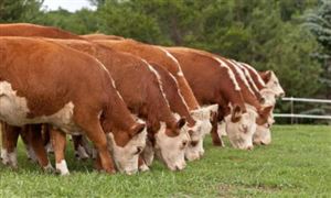 國內(nèi)肉牛行情增高 2022年肉牛養(yǎng)殖行業(yè)發(fā)展分析