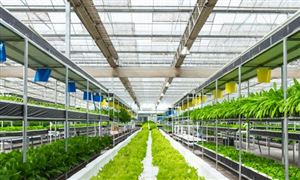 蔬菜大棚市場調(diào)研 2022蔬菜大棚行業(yè)前景及現(xiàn)狀分析