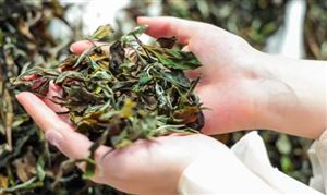 白茶行業(yè)現狀 白茶市場前景分析