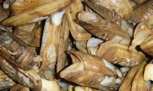 貝類養(yǎng)殖行業(yè)發(fā)展前景及投資價(jià)值分析