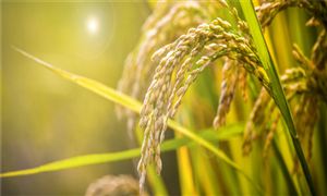 2022糧食行業(yè)現(xiàn)狀與市場發(fā)展趨勢分析