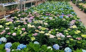 花卉行業(yè)市場(chǎng)分析 花卉市場(chǎng)前景展望