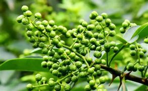 2022花椒交易市場(chǎng)規(guī)?，F(xiàn)狀及發(fā)展趨勢(shì)深度分析