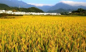 2022年農(nóng)業(yè)數(shù)字經(jīng)濟(jì)行業(yè)現(xiàn)狀及發(fā)展前景分析