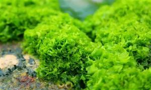 海藻提取物行業(yè)市場調(diào)研 加快開拓國內(nèi)市場需求將成為關鍵性因素
