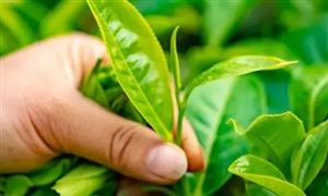 中國(guó)茶多酚行業(yè)現(xiàn)狀及發(fā)展趨勢(shì)分析