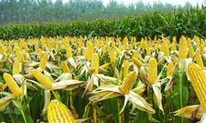 2022年玉米種植行業(yè)發(fā)展趨勢(shì)及市場(chǎng)規(guī)模分析
