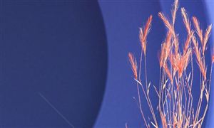 跨境電商行業(yè)市場前景如何?跨境電商行業(yè)市場環(huán)境分析