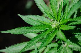 2022中國工業(yè)大麻種植產(chǎn)量及政策規(guī)范
