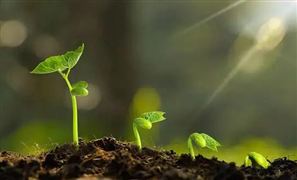 植物生長(zhǎng)調(diào)節(jié)劑行業(yè)市場(chǎng)調(diào)研 植物生長(zhǎng)調(diào)節(jié)劑成為現(xiàn)代化農(nóng)業(yè)的重要措施之一
