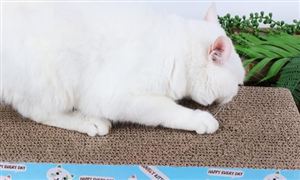 寵物用品行業(yè)市場規(guī)模及消費現(xiàn)狀分析