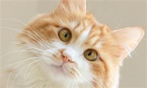 2022動物疫苗行業(yè)市場發(fā)展趨勢分析：兼并重組是行業(yè)大勢所趨