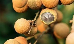 龍眼產(chǎn)品行業(yè)深度分析及投資價(jià)值