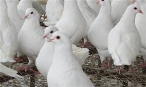 肉鴿養(yǎng)殖利潤如何？肉鴿養(yǎng)殖行業(yè)前景分析2022