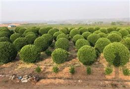 綠化苗木行業(yè)前景如何?2022綠化苗木產(chǎn)業(yè)現(xiàn)狀與未來(lái)發(fā)展趨勢(shì)