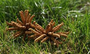 價格遠(yuǎn)超黃金 冬蟲夏草越來越貴？ 冬蟲夏草行業(yè)發(fā)展現(xiàn)狀分析