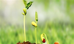 花卉種子行業(yè)前景如何 花卉種子行業(yè)市場現(xiàn)狀分析2022