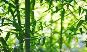 我國(guó)已確定竹產(chǎn)業(yè)下一步的發(fā)展目標(biāo) 竹子產(chǎn)業(yè)發(fā)展戰(zhàn)略分析