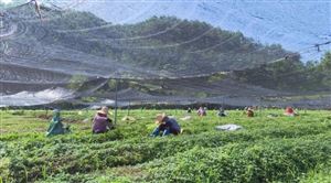 云南中藥種植產業(yè)連續(xù)5年居全國第一 中藥材種植行業(yè)國家有什么扶持政策?