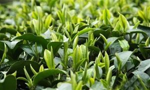 綠茶仍是我國茶葉出口的主導(dǎo)茶類 綠茶行業(yè)市場現(xiàn)狀分析