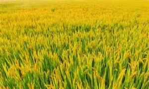 中國(guó)雜交水稻技術(shù)助力維護(hù)全球糧食安全 水稻種植市場(chǎng)分析